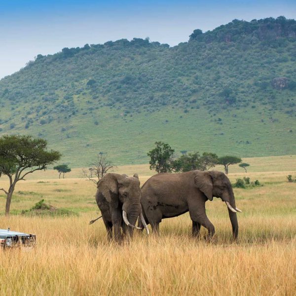 3 Days Luxury Masai Mara Safari