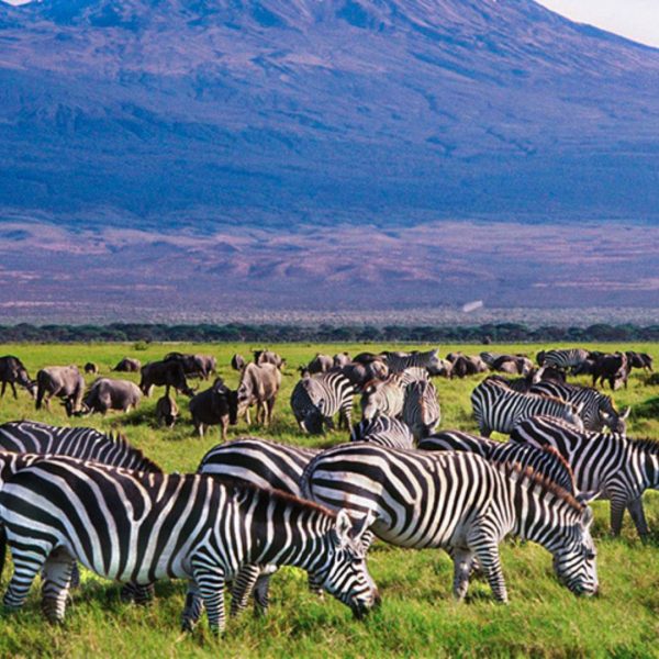 6 Days Kenya Group Joining Safari