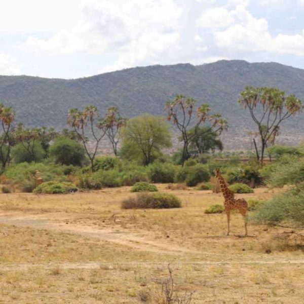 3 days Samburu private luxury safari